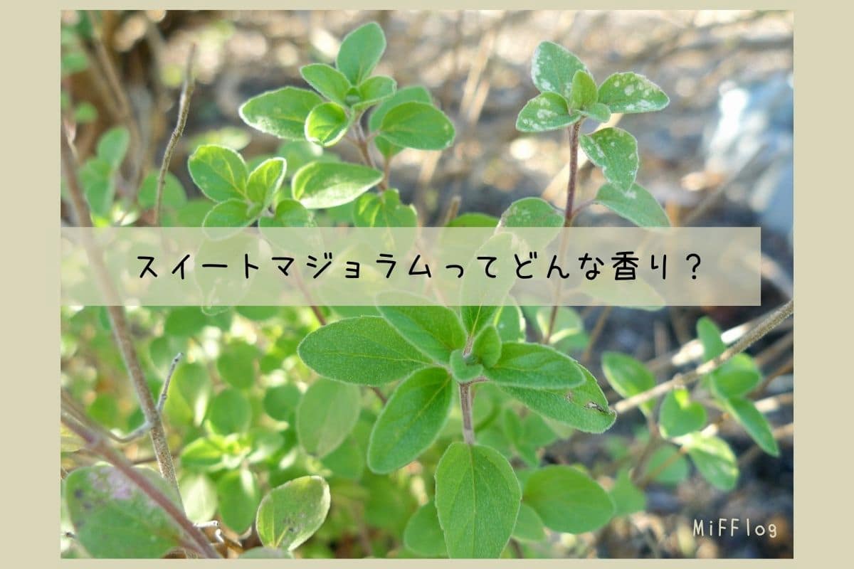 つらい冷えとコリをリラックスアロマで解決 スイートマジョラムで健やかな体へ Mifflog つらい冷えとコリをリラックスアロマで解決 スイートマジョラムで健やかな体へ Mifflog