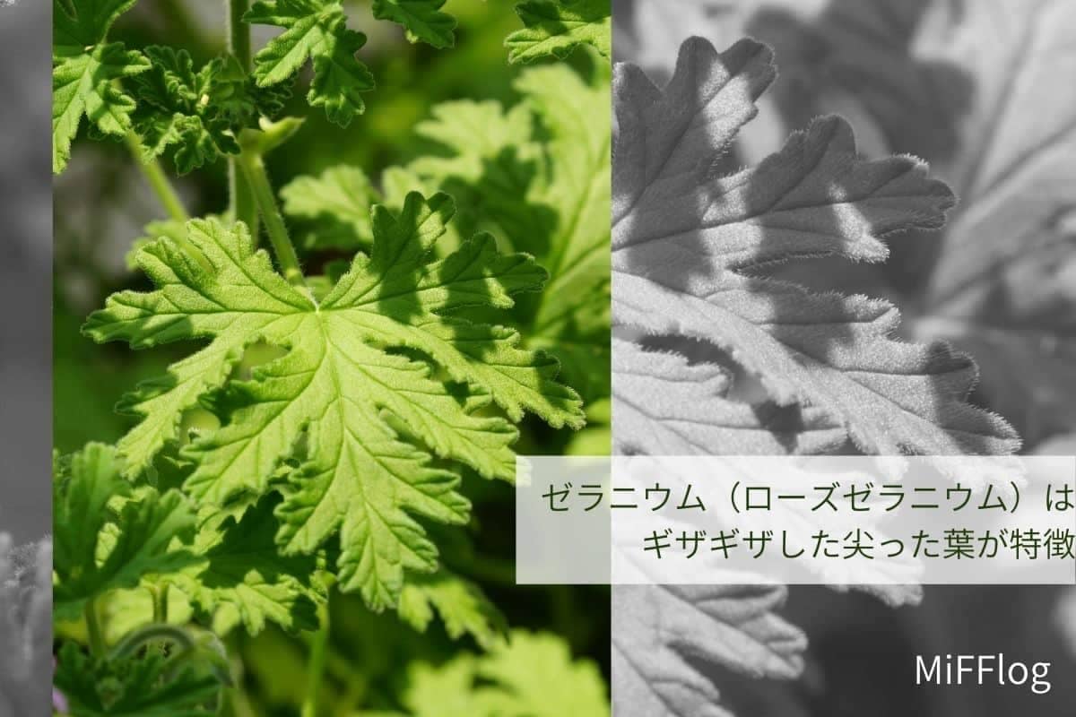 エッセンシャルオイル辞典 ゼラニウム 甘くフレッシュな香りのキーワードは バランス