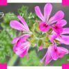 ローズゼラニウムの花