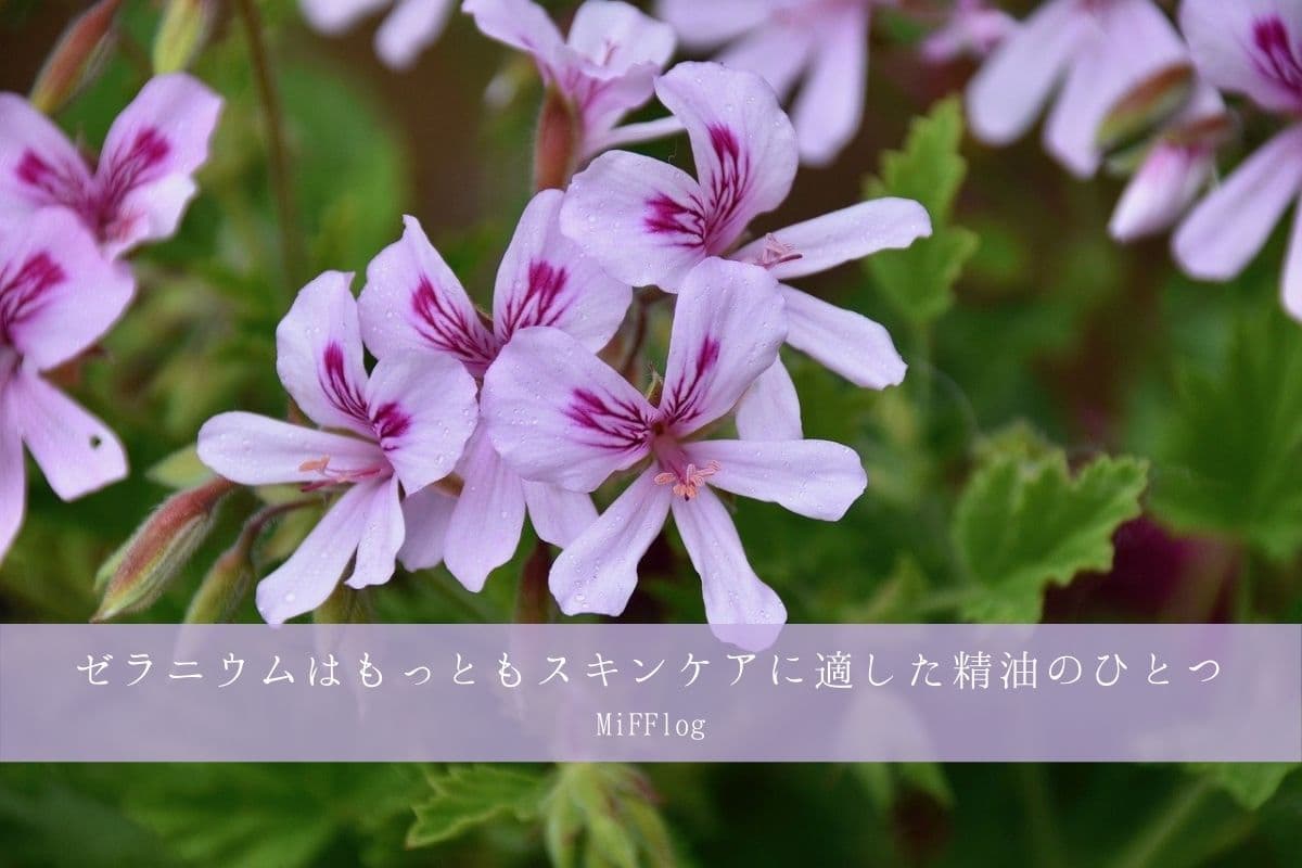エッセンシャルオイル辞典 ゼラニウム 甘くフレッシュな香りのキーワードは バランス