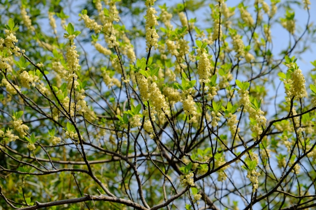 リツエアクベバの香りと作用 おすすめの使い方 メイチャン リトセア mifflog