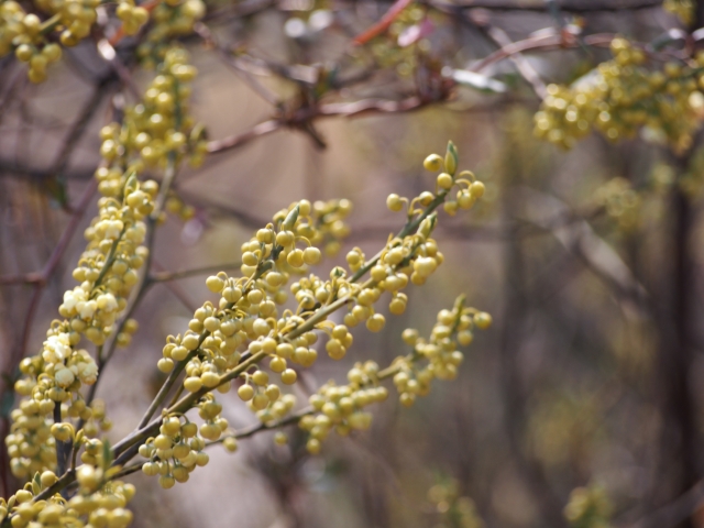 リツエアクベバの香りと作用 おすすめの使い方 メイチャン リトセア mifflog